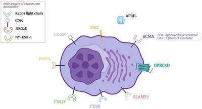 Beyond BCMA: the next wave of CAR T cell therapy in multiple myeloma